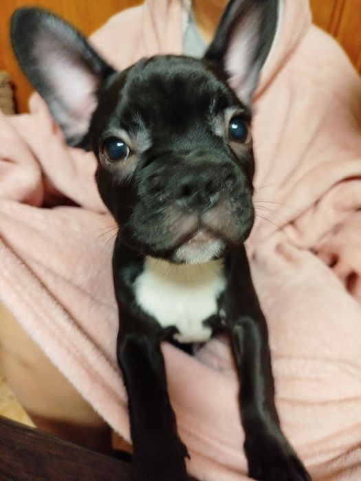 Французький бульдог