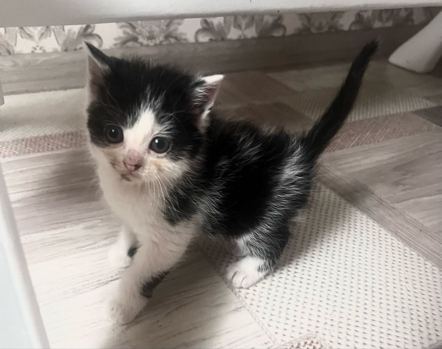 Кошеня  шотландске  безкоштовно
