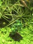 Anubias mini coin