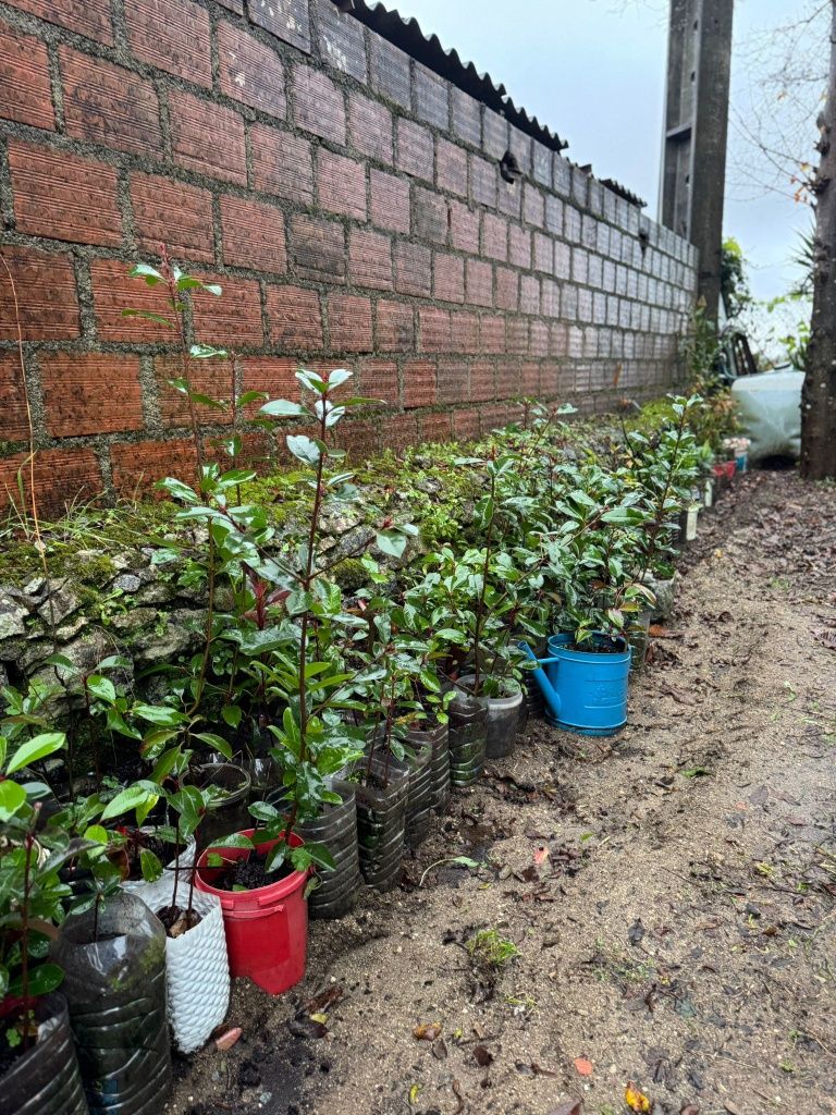Photinias para sebes
