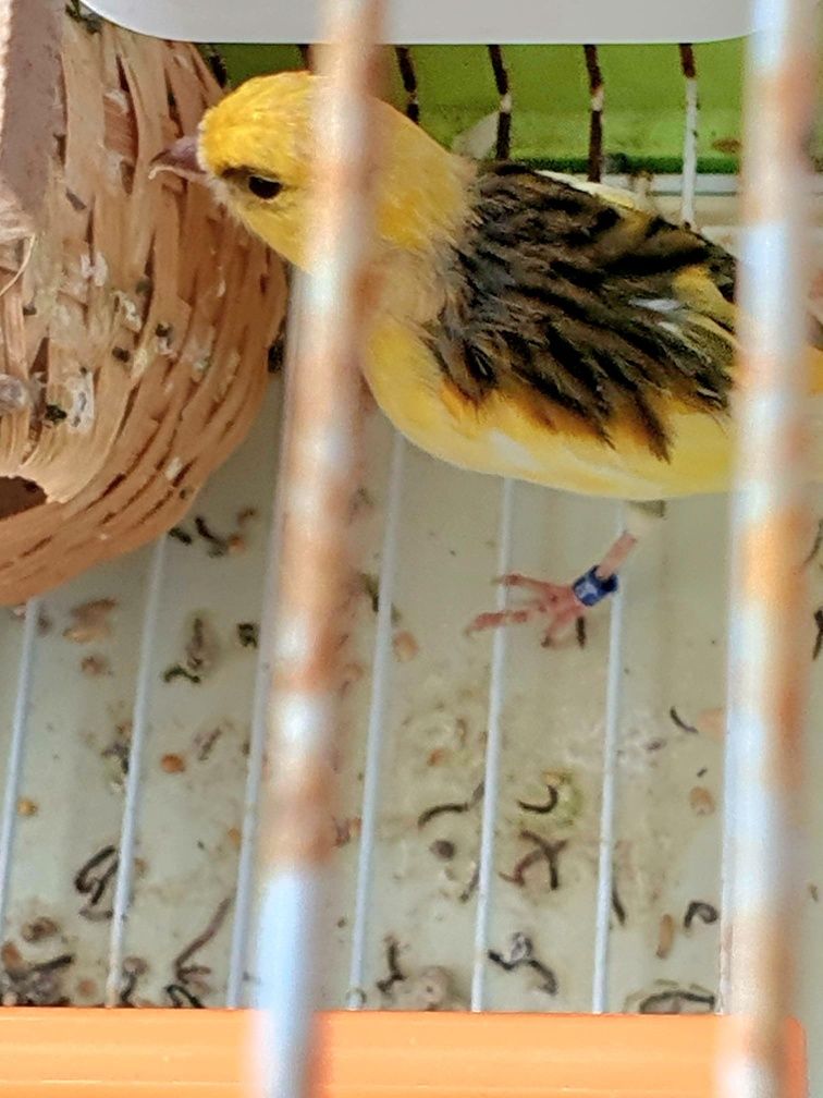 Canário amarelo fêmea