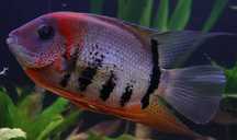 Severum  entre 5 centimetros