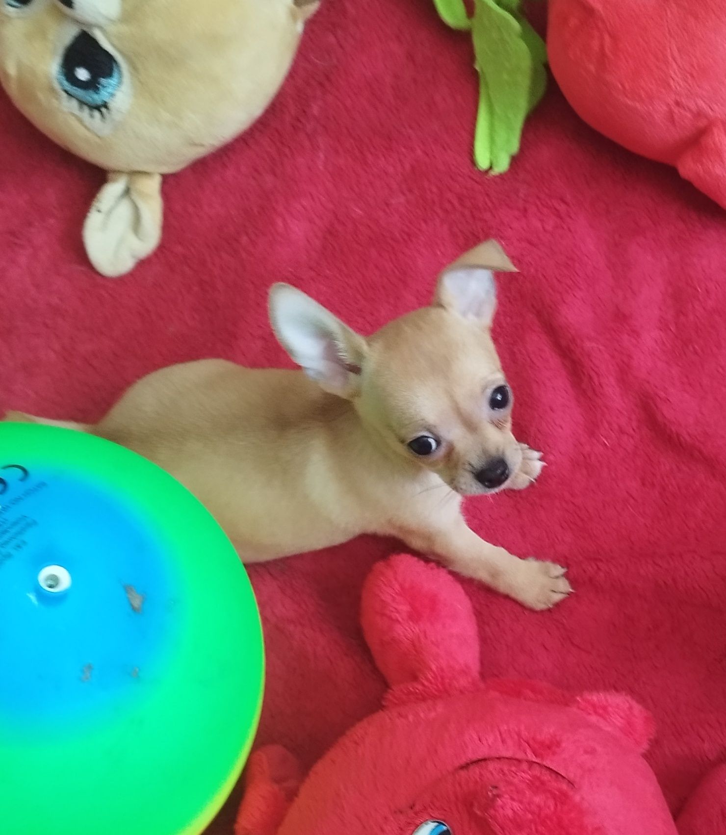Chihuahua miniaturowa sunia