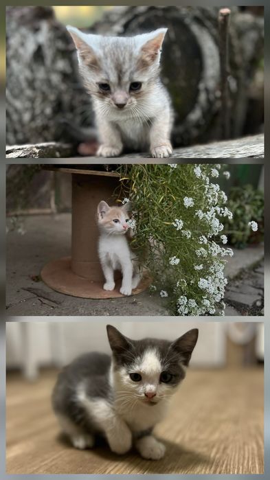 Даруємо милих кошенят, Ракошино