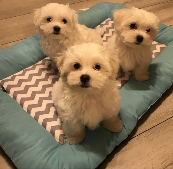 Maltańczyk miniaturka