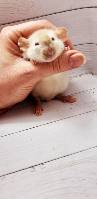 Крыски,крысы,крысята дамбо рекс с красными глазами  и клетки