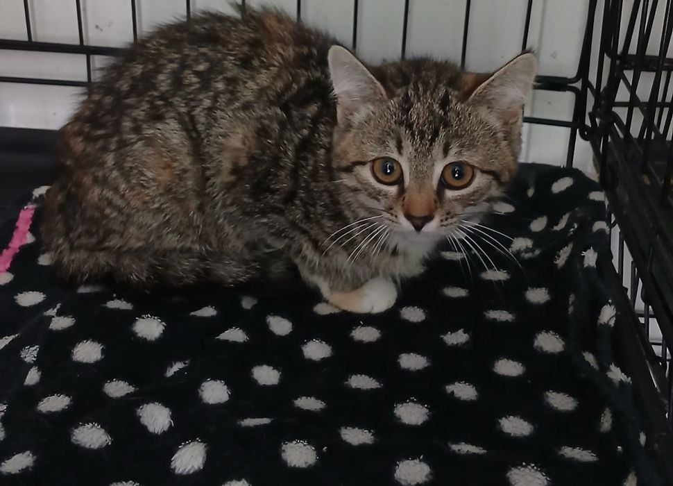 Kocięta do adopcji. Oddam kota