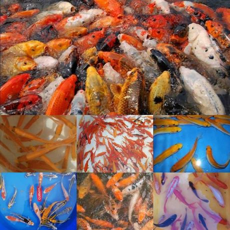 Ryby do oczek wodnych,ryby kolorowe ,karasie kolorowe