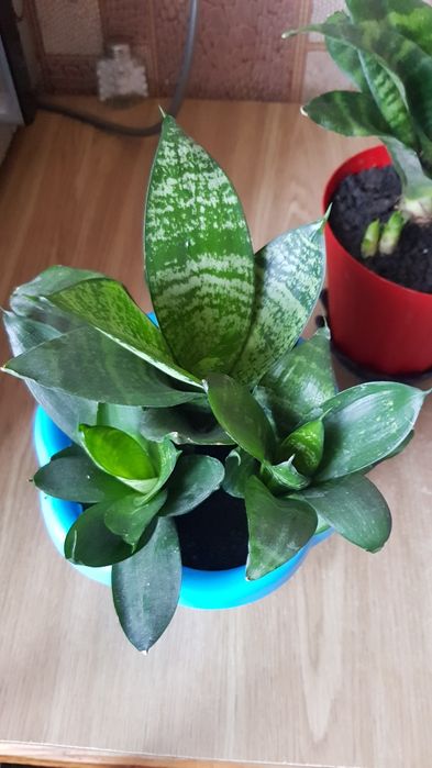 Сансевиерия с горшком