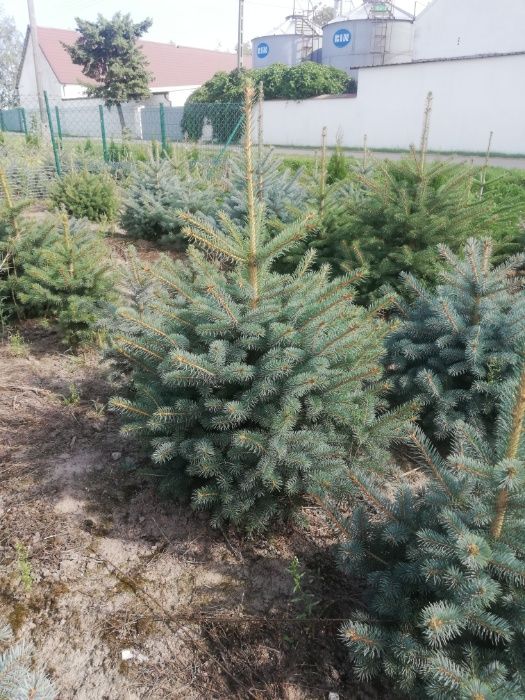 Świerk Srebrby Srebrzysty Iglaki Ocieszyn