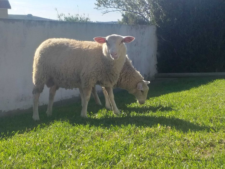 Ovelhas inra 401 puros