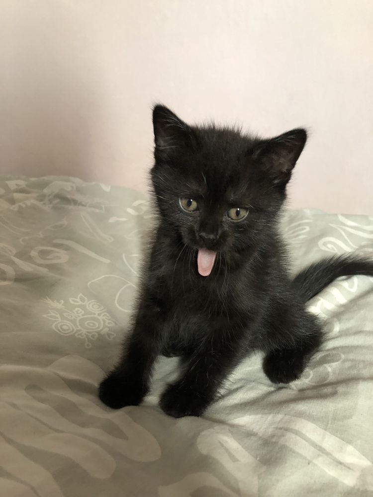 Отдам котят в добрые руки(девочки)