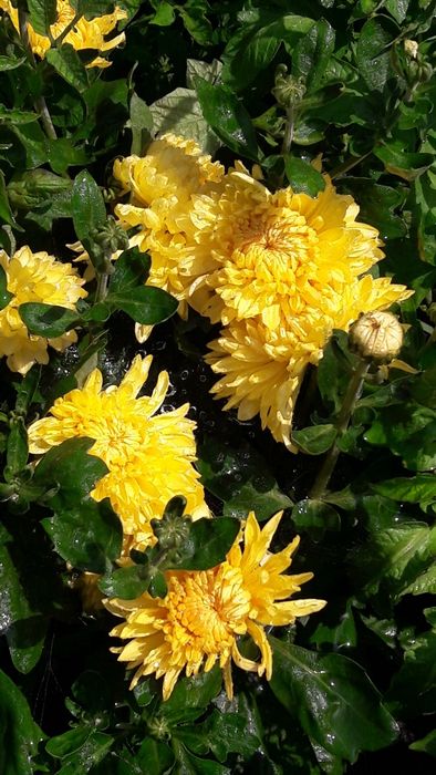 Хризантема,кущова