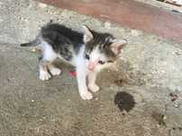 2 Meses de Fofura: Esse Gatinho Vai Roubar Seu Coração!