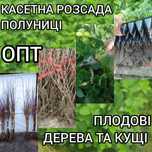 Саджанці полуниці в касеті Касетна розсада полуниці Саженцы клубники