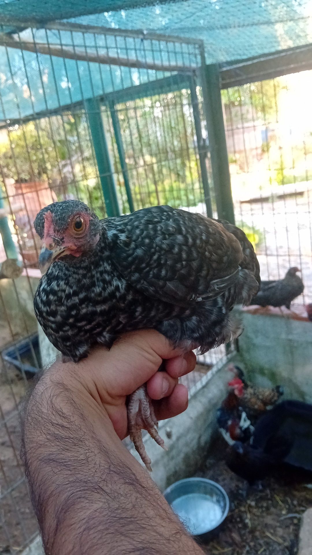 Vendo coquichas  novas