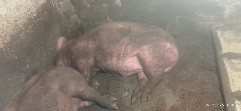 Два кабанчика, живою вагою