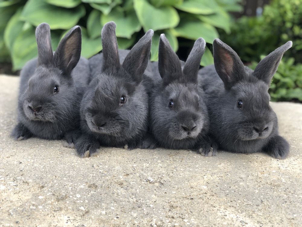 Кролики Вг