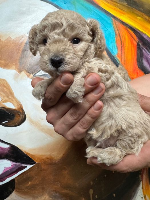 MALTIPOO 1FB - suczka | 75% PUDEL TOY (tata) 25% MALTIPOO (mama)