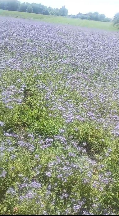 Продам семена фацелии