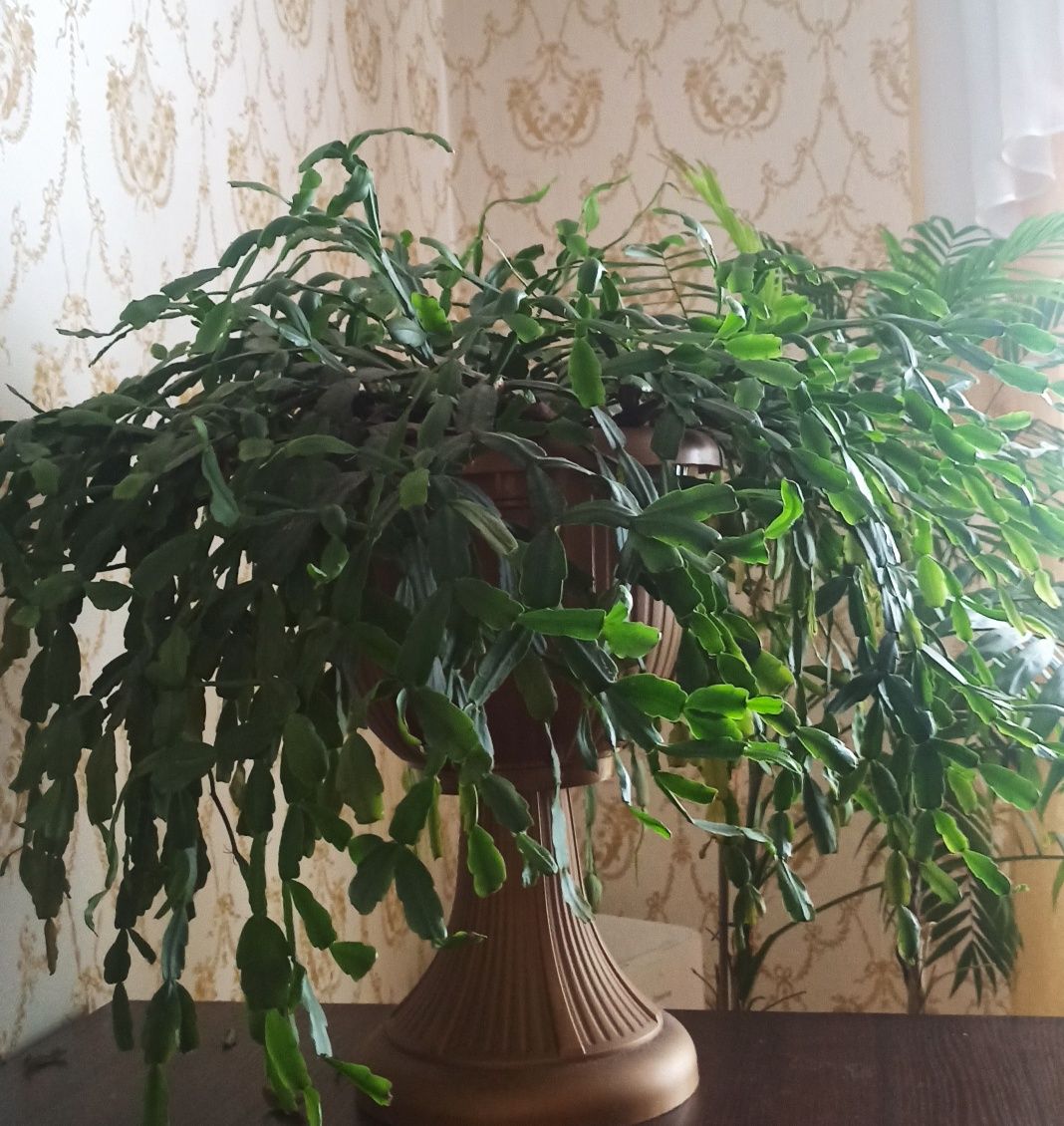 Продам кімнатну рослину Шлюмбергера /Різдвяний