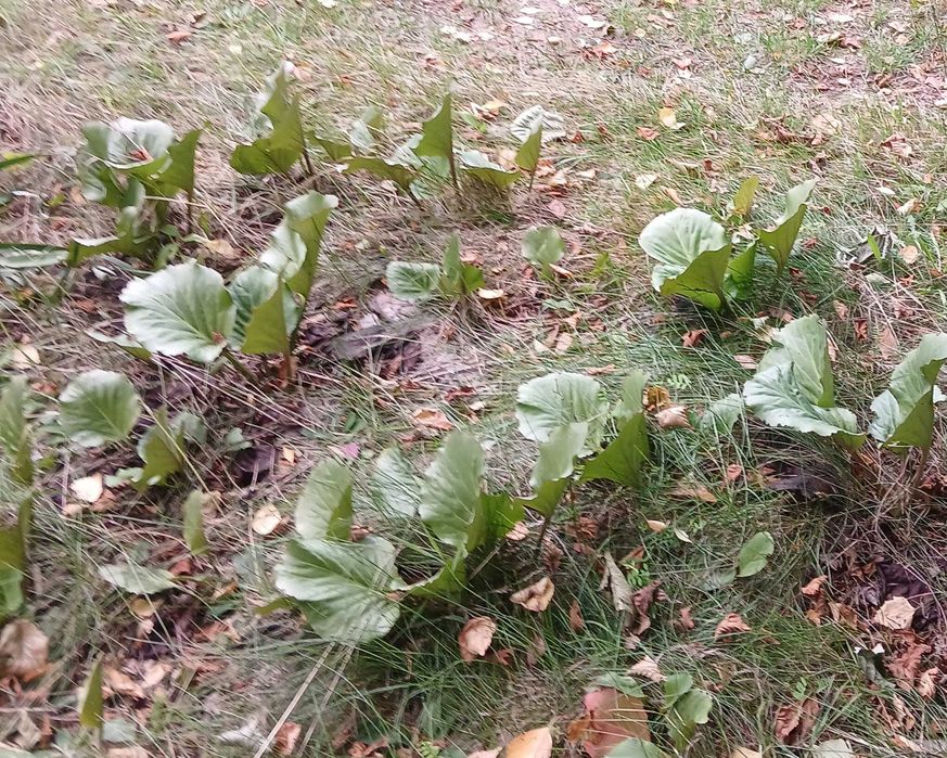 Sadzonki modrzewia, brzozy, lipy, pigwowca i innych roślin