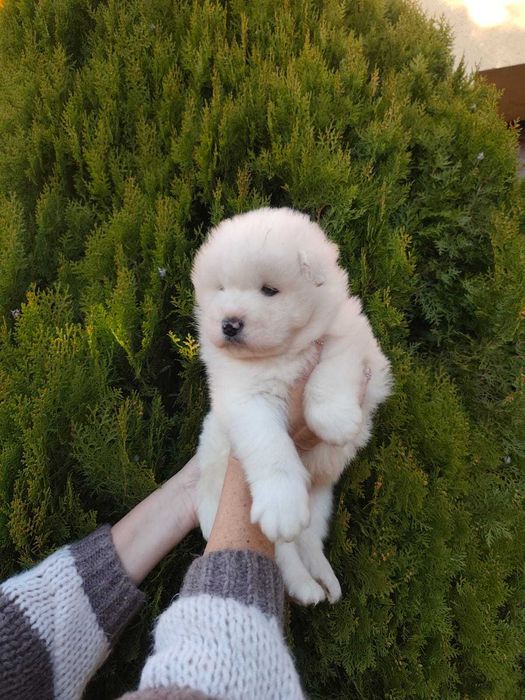 Piękny Piesek Samojed