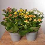 Kalanchoe ‘Calandiva’ (blossfeldiana, żyworódka)