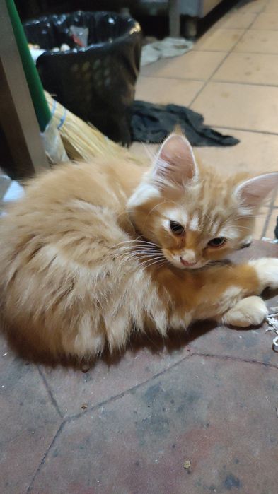 Котята шотландские