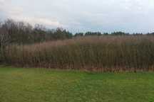 Wierzba energetyczna 10 letnia 0,5 ha