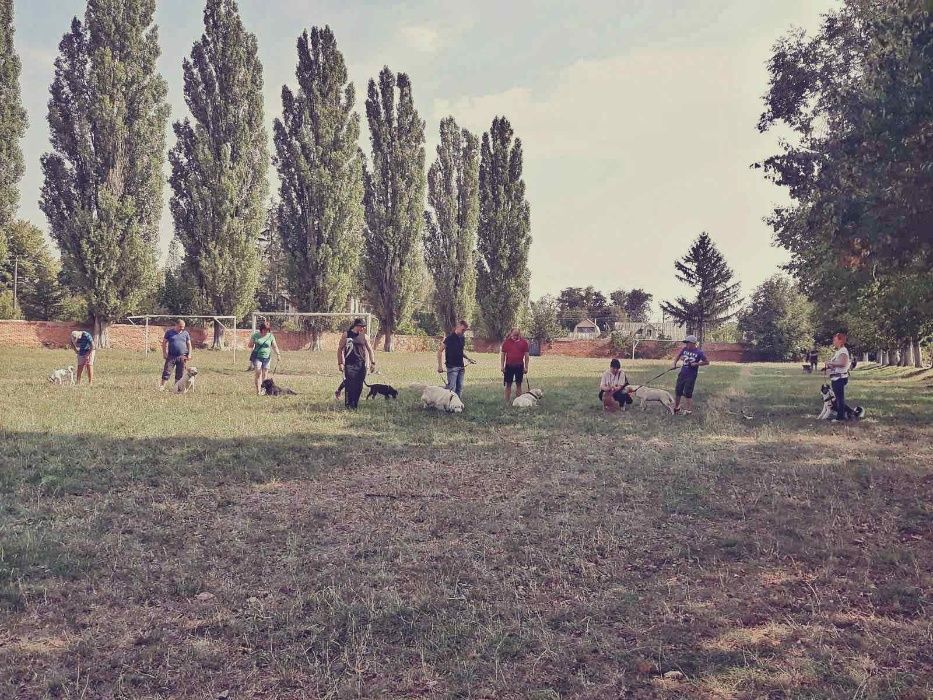 ШОС "Арес-Абрай" (Дресирування собак, без вікових та породних обмежень