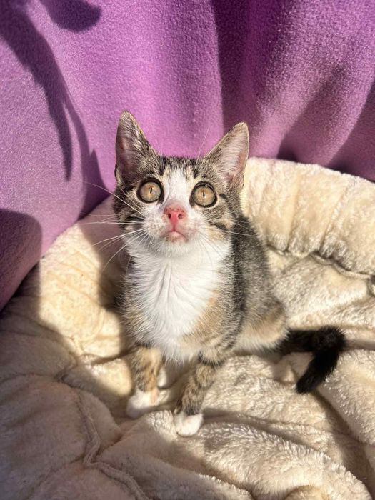 Piękny maluch do adopcji!