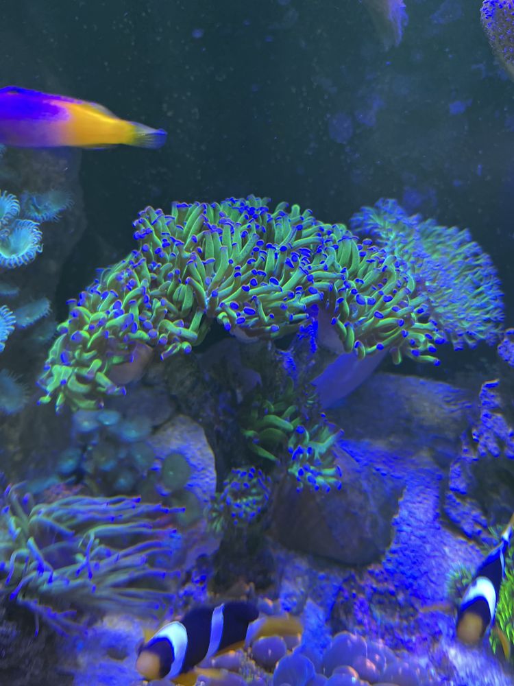 euphyllia paraancora