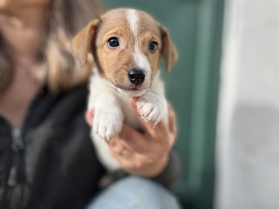 Jack Russel Terrier  macho pelo curto com registo e afixo