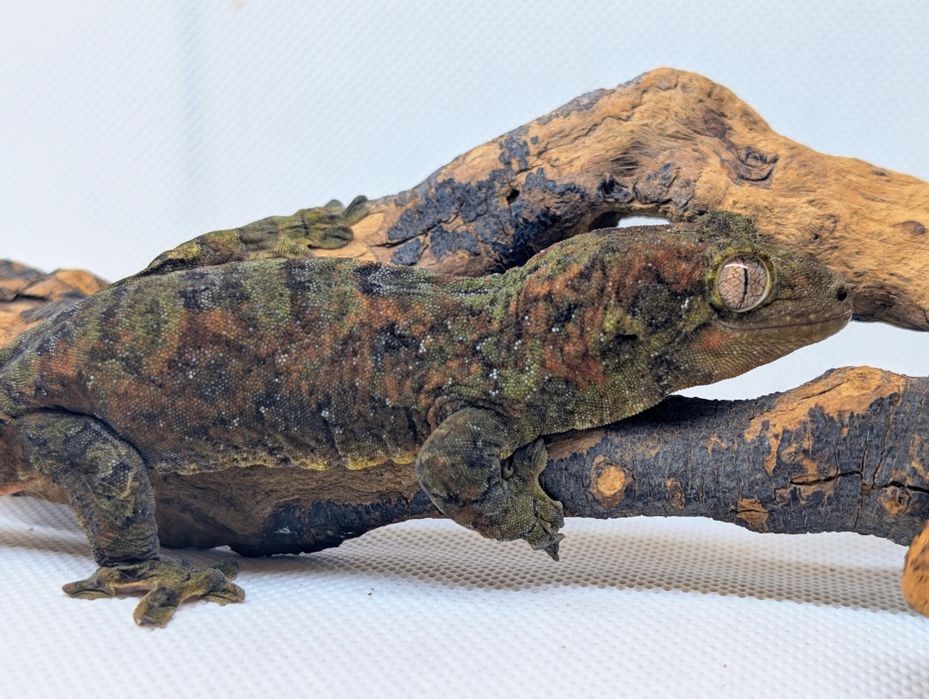 Gekon omszały samiec maindland Black week