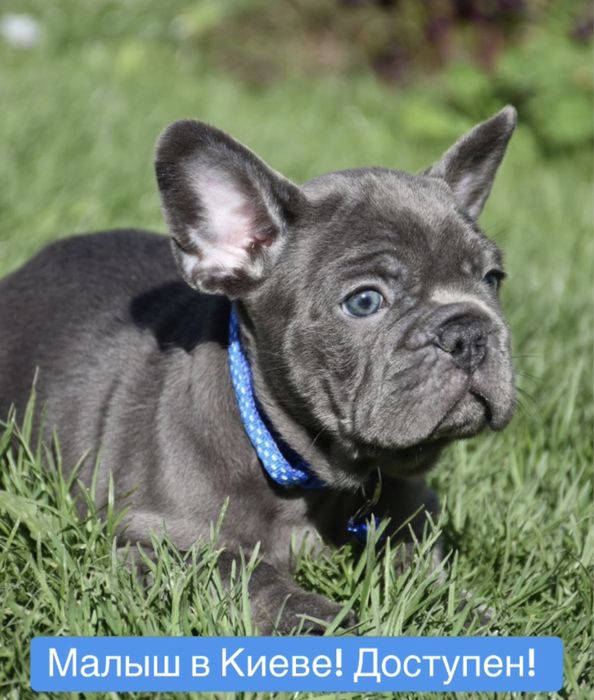Элитный голубой французик 2 мес