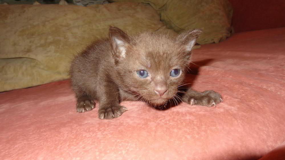 Бурманские котята (бурма)