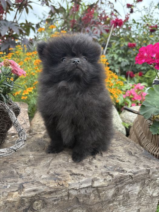 Mini piesek pomeranian szpic minaiturowy szpic minaitura