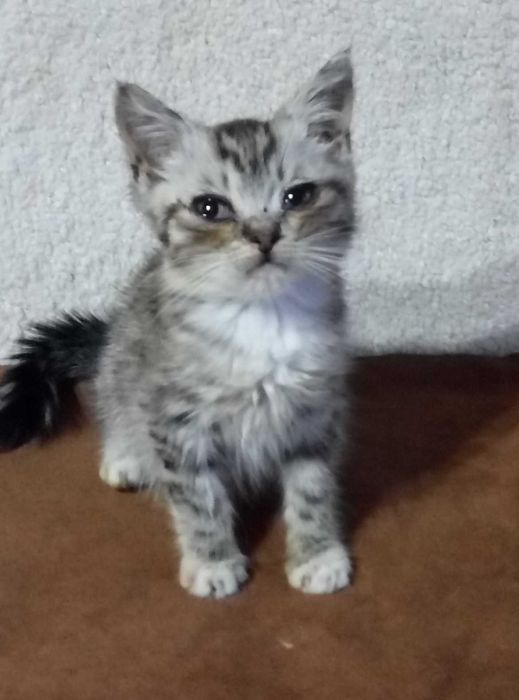 Шотландский котеночек