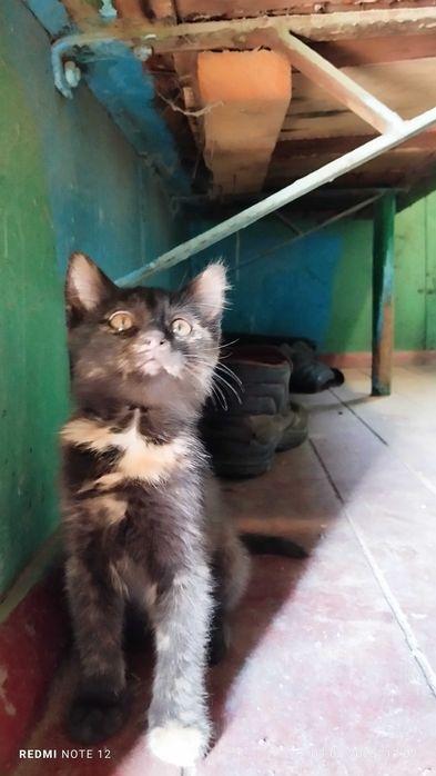 Котики у добрі руки