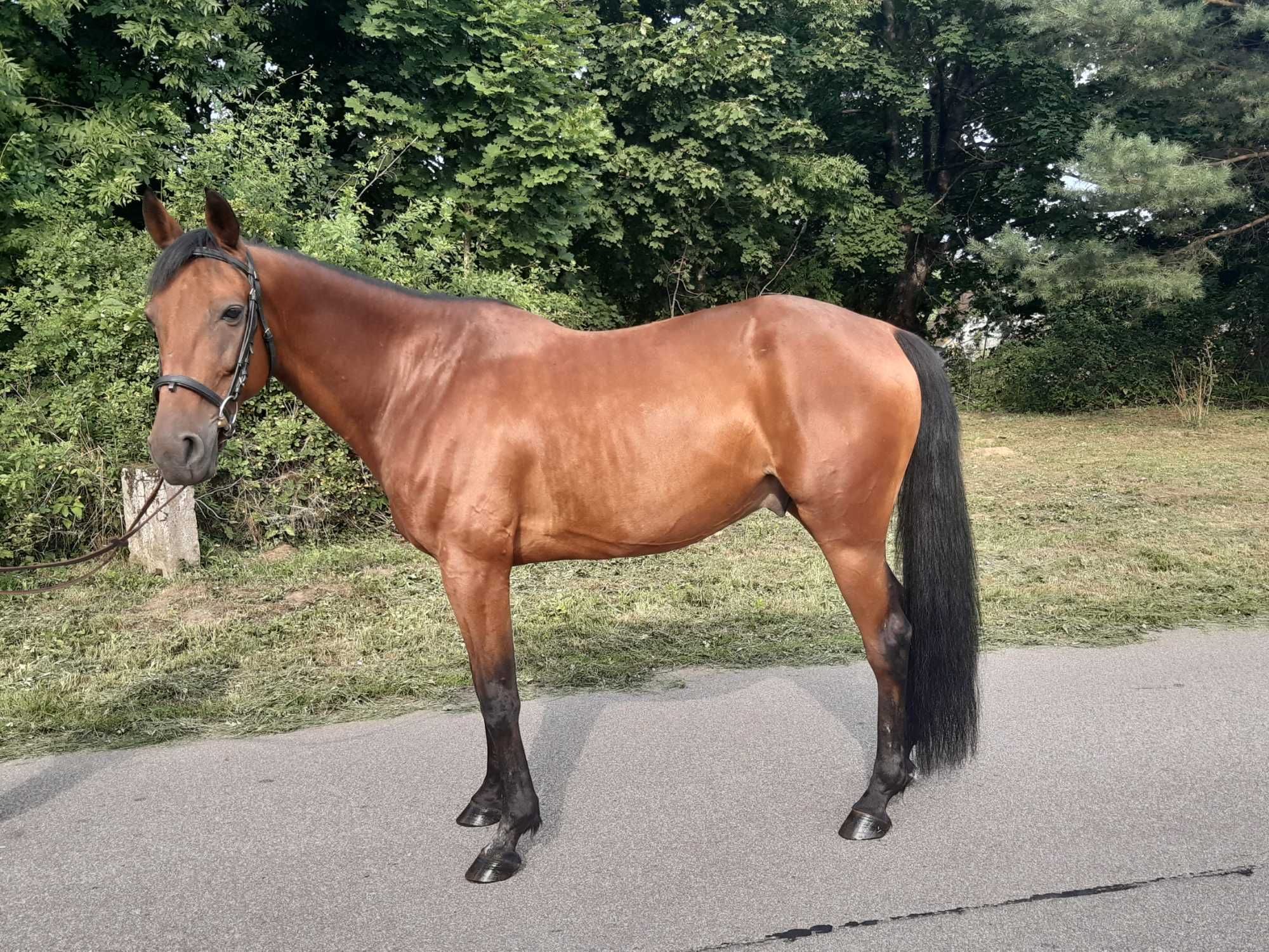 Sprzedam walacha 13letniego kusak amerykańskie