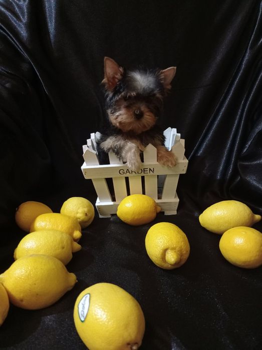 Дівчатка йорка 3міс