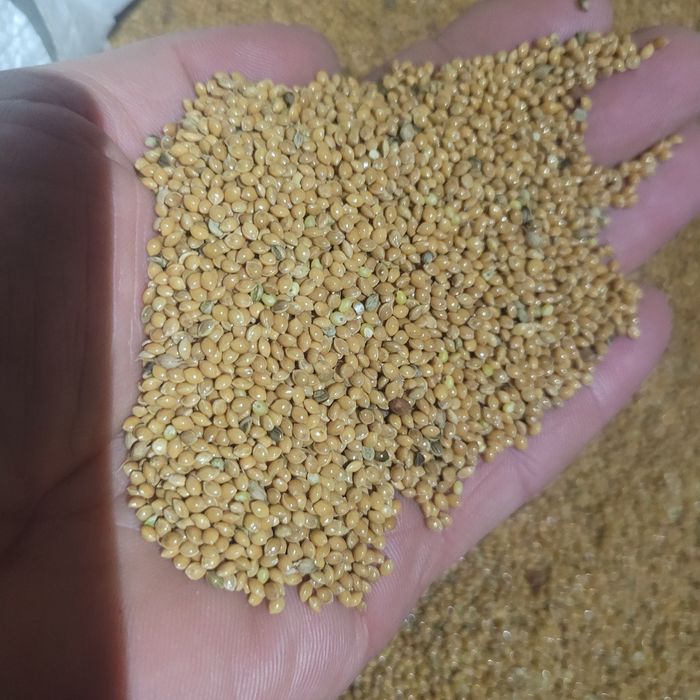 Proso czyszczone 25kg dla ptaków