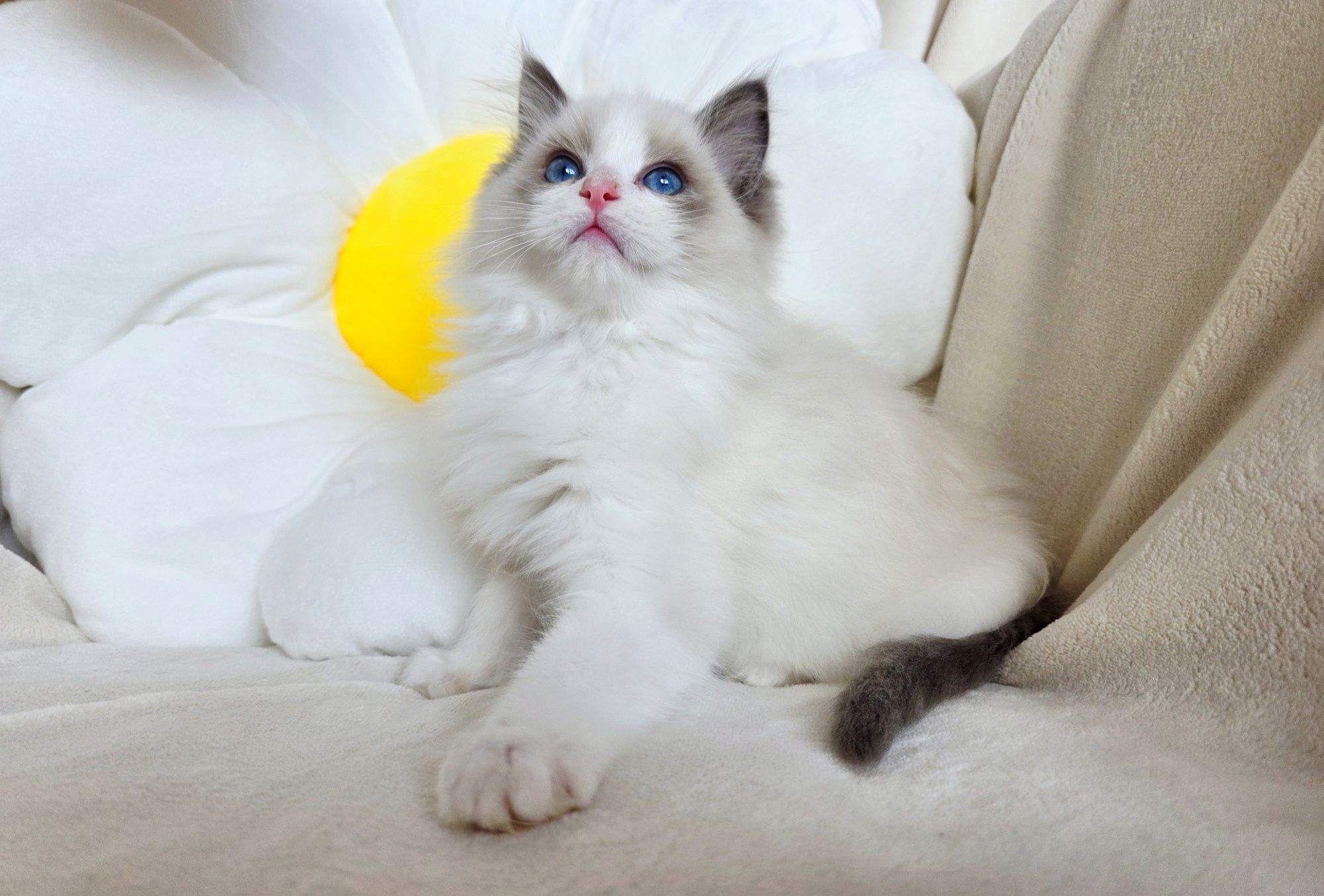 Kocurek Ragdoll blue bicolour Rodowód WCF uznawany na całym świecie