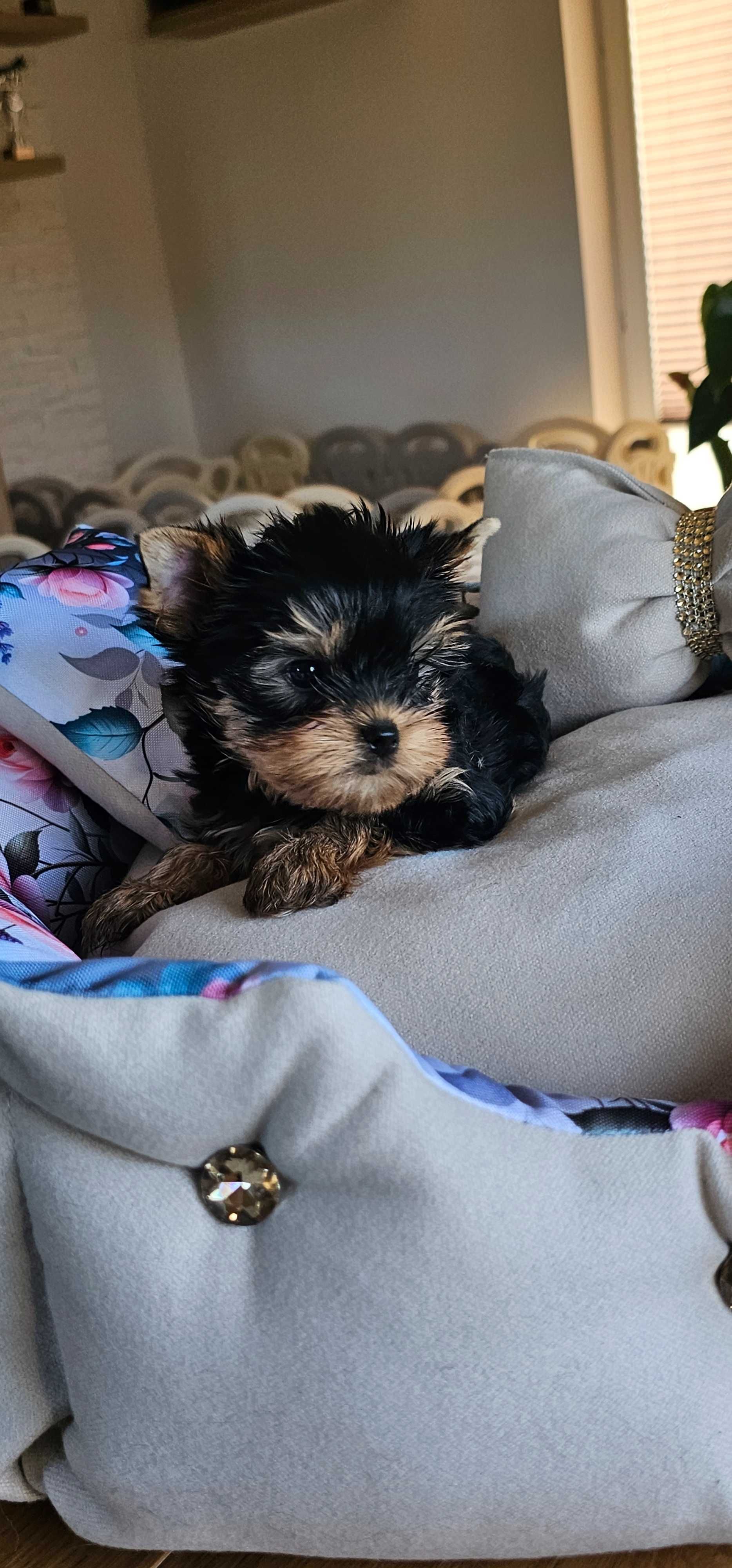 York yorkshire terrier  piesek z metryką ZKwP FCI