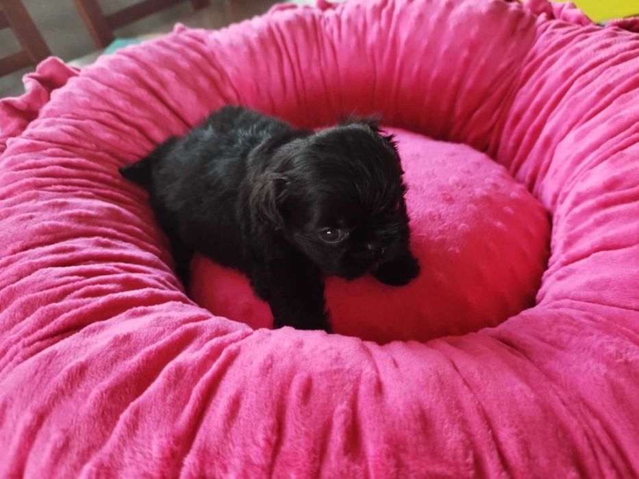 *** Shih Tzu Prześliczne Czarne Maluszki Wielkości Yorka ***