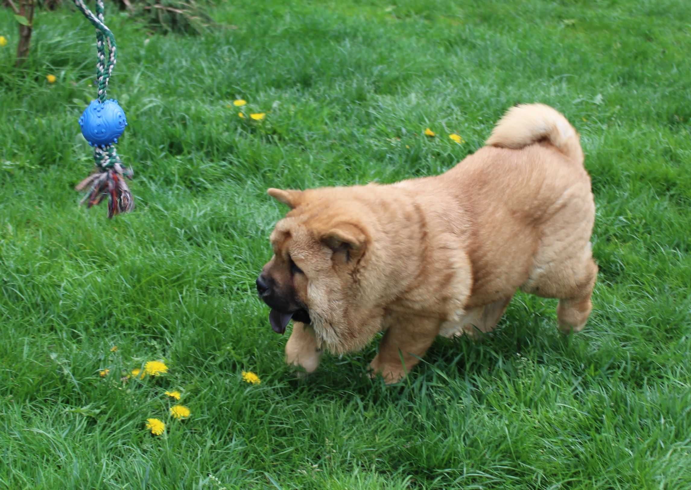 Chow chow piesek krótkowłosy z rodowodem ZKwP \FCI