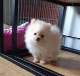 Szpic Miniaturowy Pomeranian