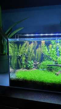 Rotala wallichii