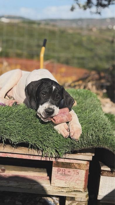 Pointer Inglês cachorro macho